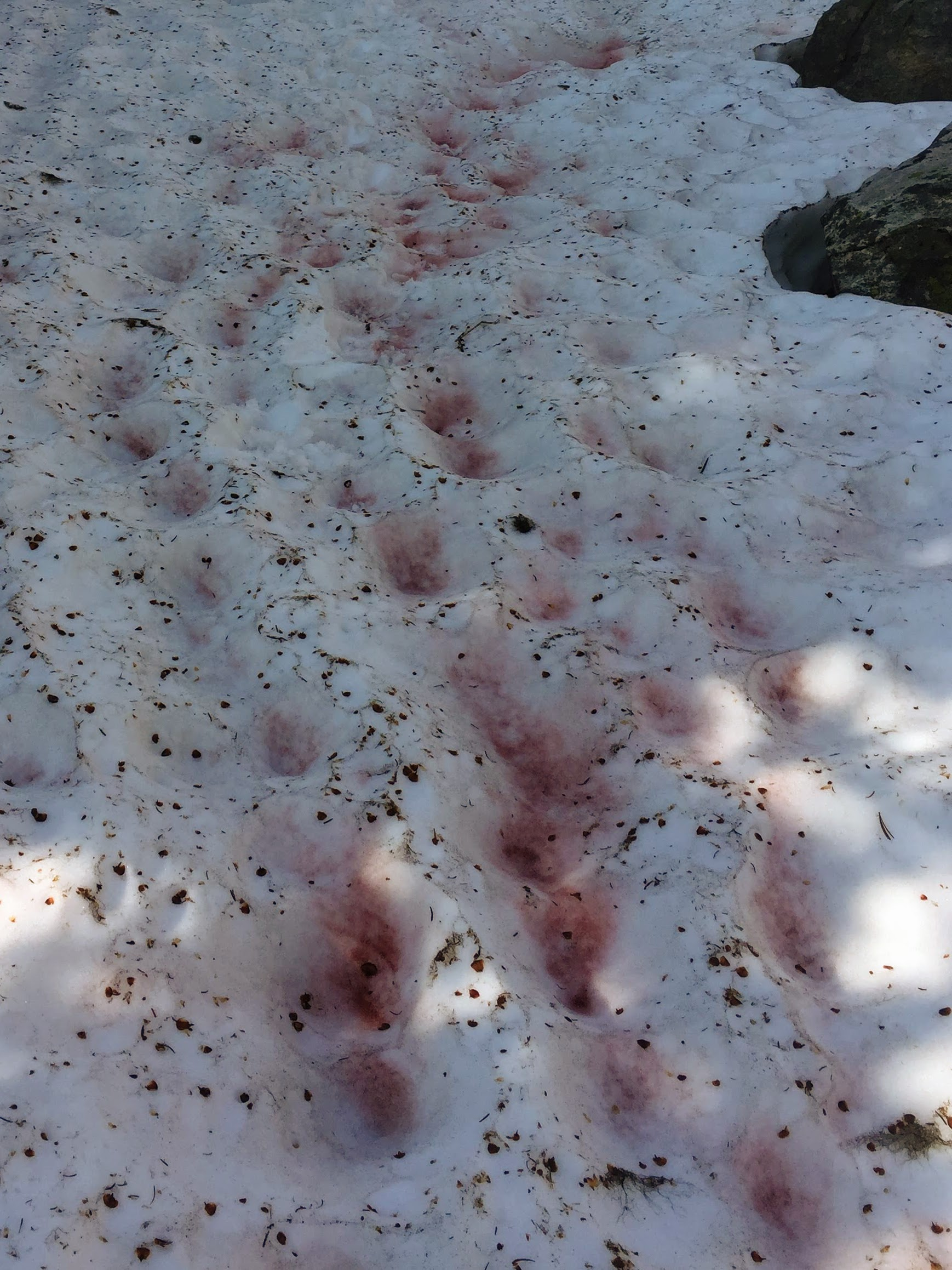 De la neige rouge photographiée aux États-Unis. © Sylvia Dekker